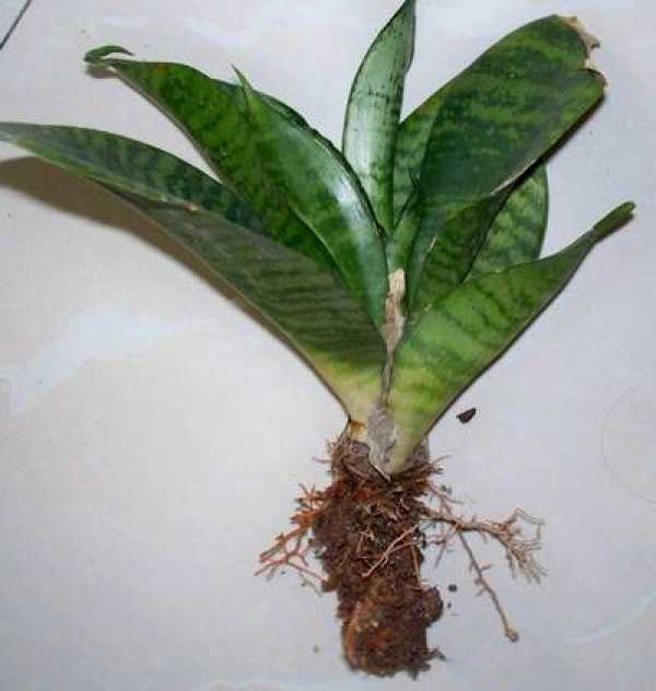 Sansevieria trifasciata