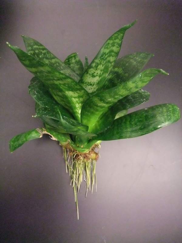 Sansevieria trifasciata