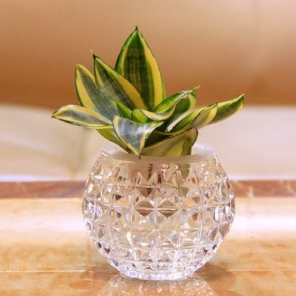 Sansevieria trifasciata