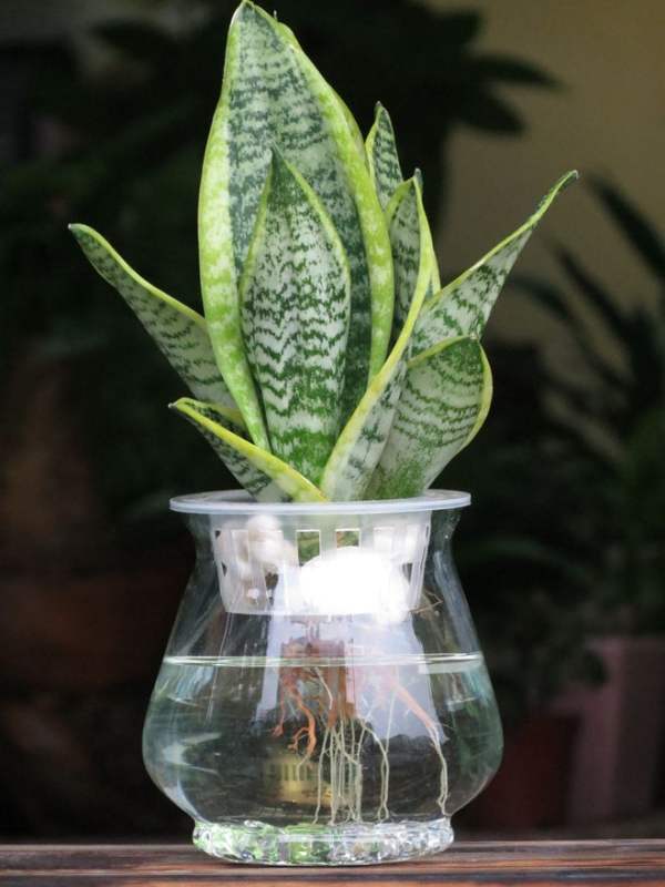 Sansevieria trifasciata