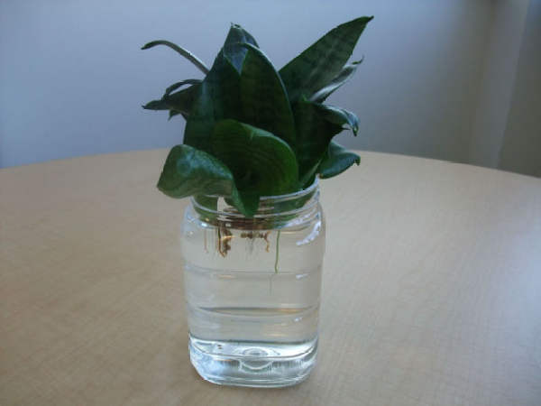tiger skin, orchid, soil and root washing