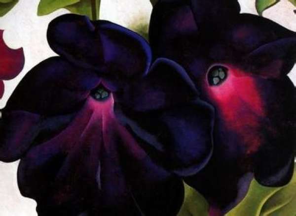 Purple Datura