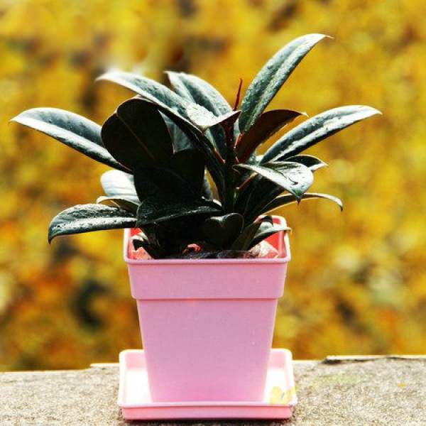 Pot soil preparation for cultivating rubber tree