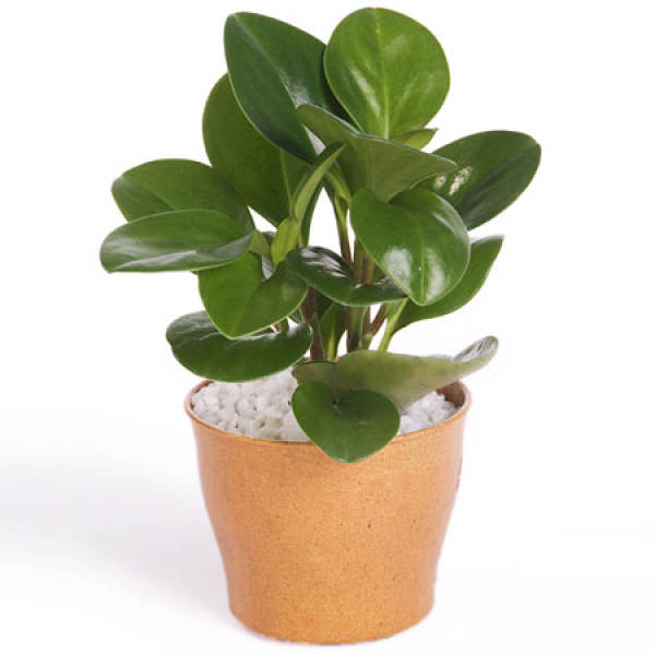 Pot soil preparation for cultivating rubber tree
