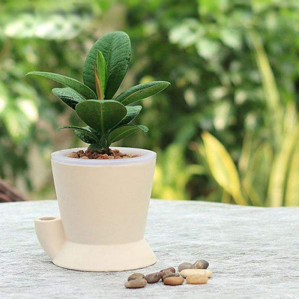 Pot soil preparation for cultivating rubber tree