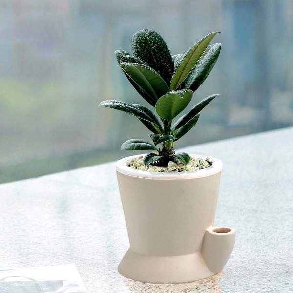 Method for watering rubber tree