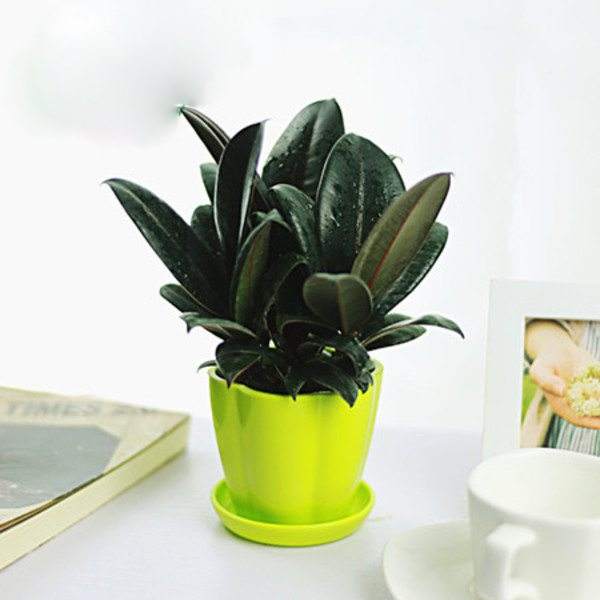 Method for watering rubber tree