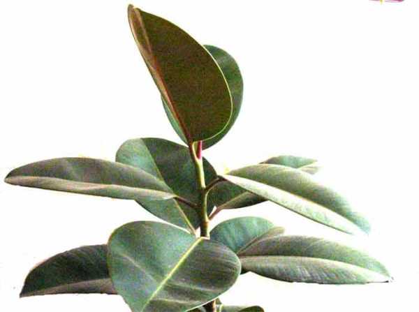 Selection of Rubber Tree Cuttings