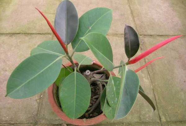 Selection of Rubber Tree Cuttings