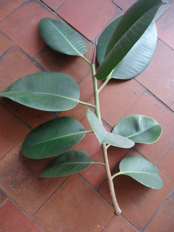 selection of cuttings of Rubber fig
