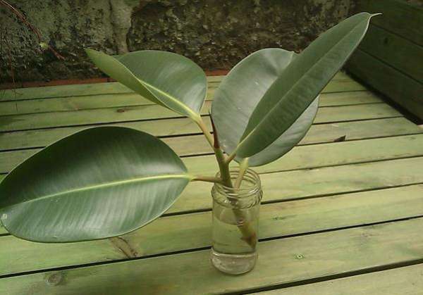 selection of cuttings of Rubber fig