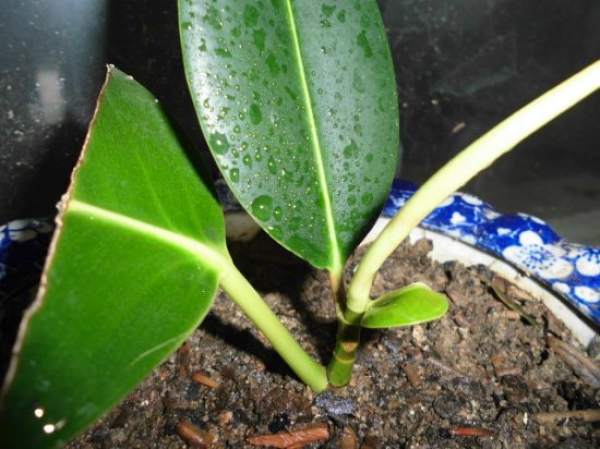 selection of cuttings of Rubber fig