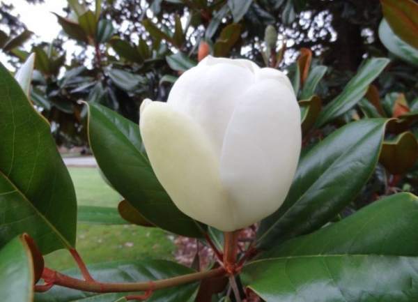 Flowering of rubber tree