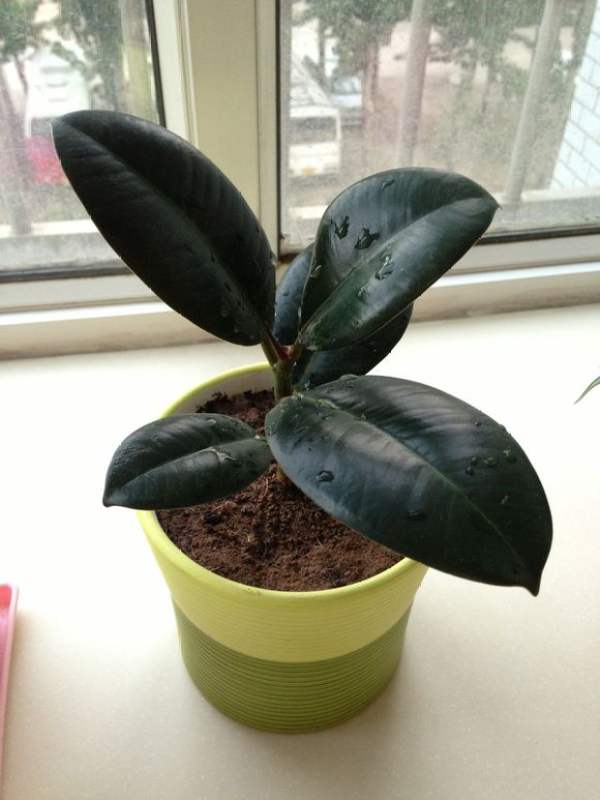 Flowering of rubber tree