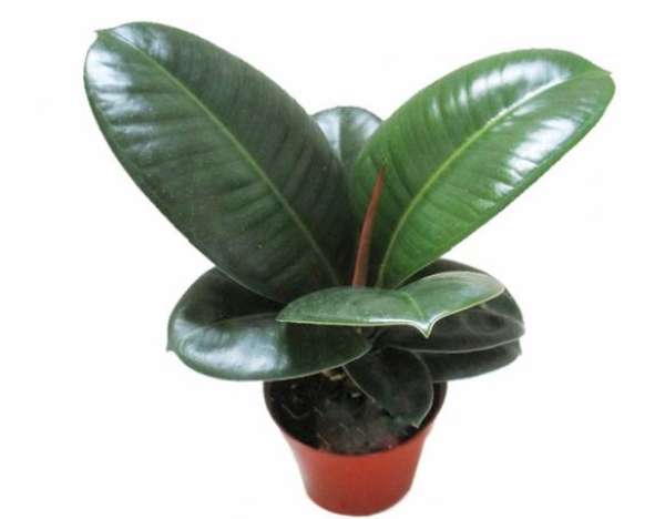 Flowering of rubber tree