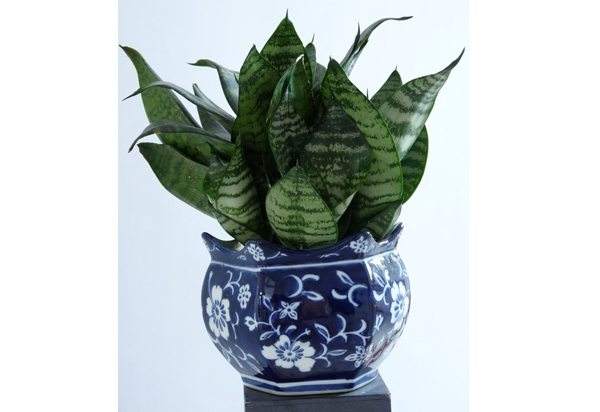 spring maintenance of snake plant