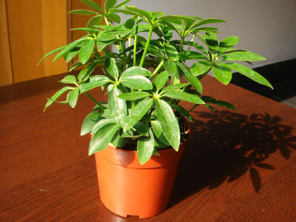 Method for pot planting of Schefflera arboricola