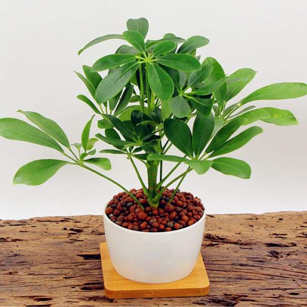method of potting duck foot wood