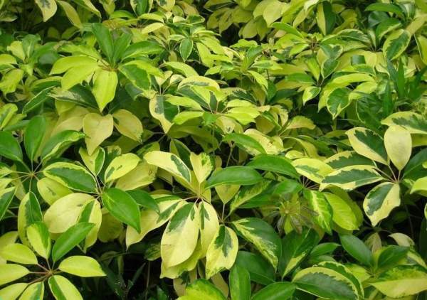 Spathiphyllum luteum