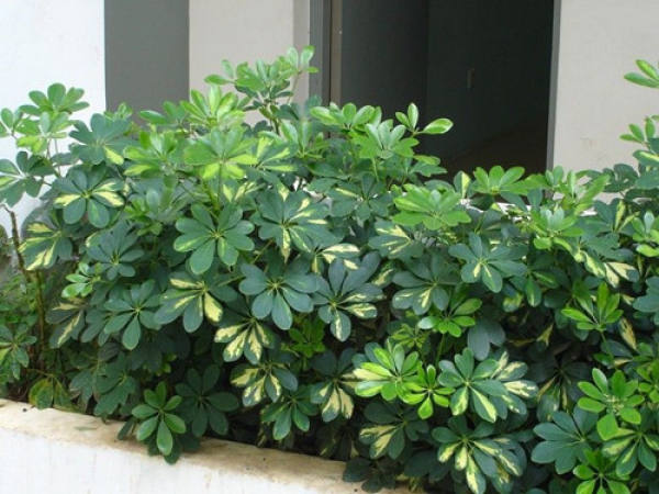 Spathiphyllum luteum