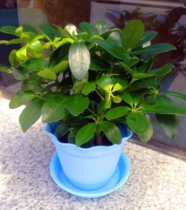Spathiphyllum luteum