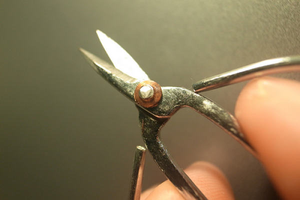 Preparing material for cuttage of Saussurea japonica