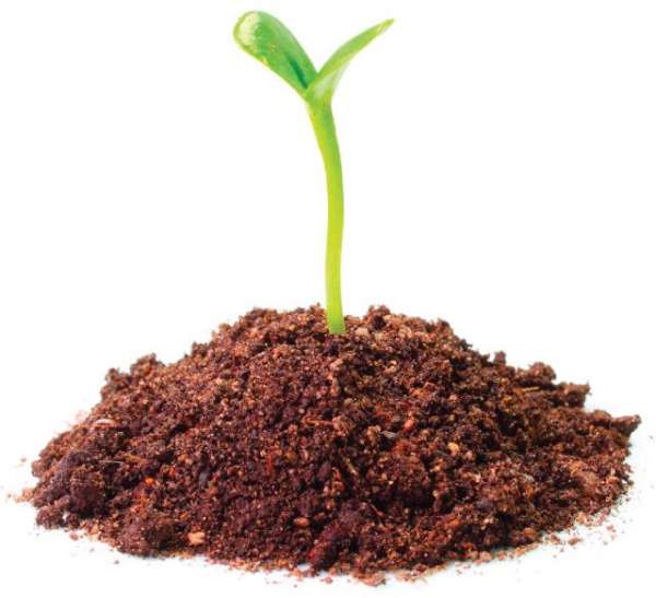 Preparing material for cuttage of Saussurea japonica