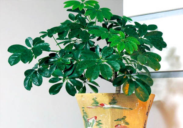 Preparing material for cuttage of Saussurea japonica