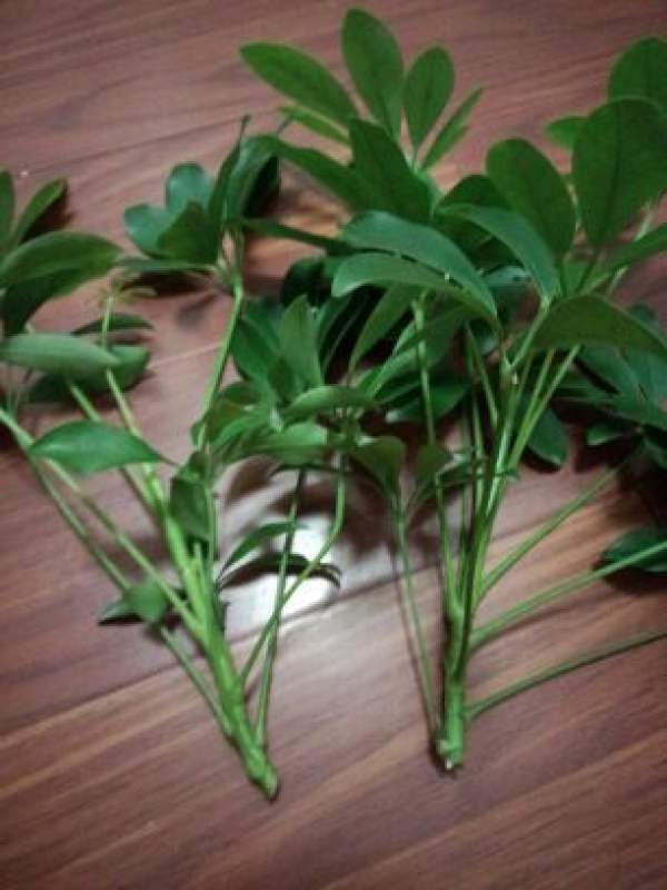 Preparing material for cuttage of Saussurea japonica