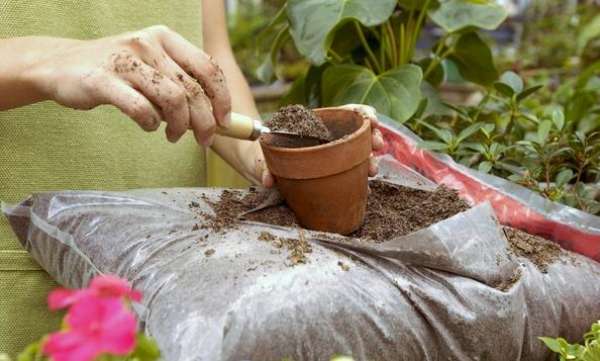 Preparing material for cuttage of Saussurea japonica