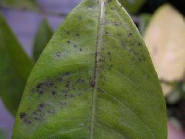 Camellia anthracnose Camellia anthracnose