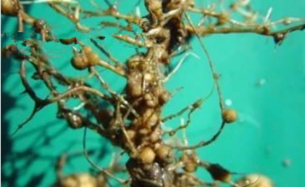 Camellia anthracnose