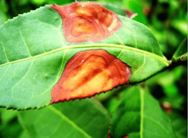 anthracnose of Camellia anthracnose of Camellia