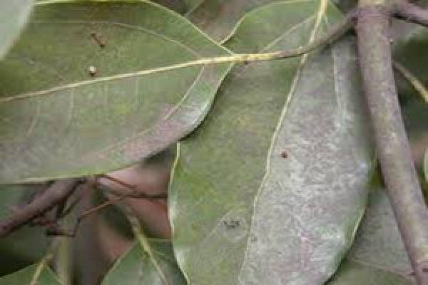 Sooty blotch of hibiscus