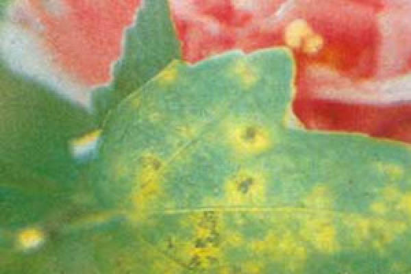 Sooty blotch of hibiscus