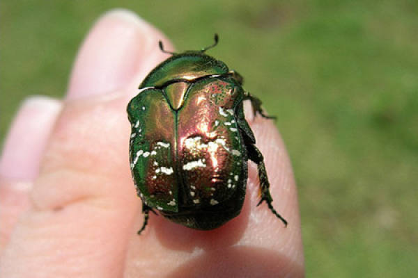 Hibiscus syriacus aphid