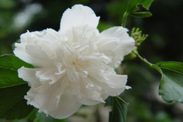 Hibiscus syriacus