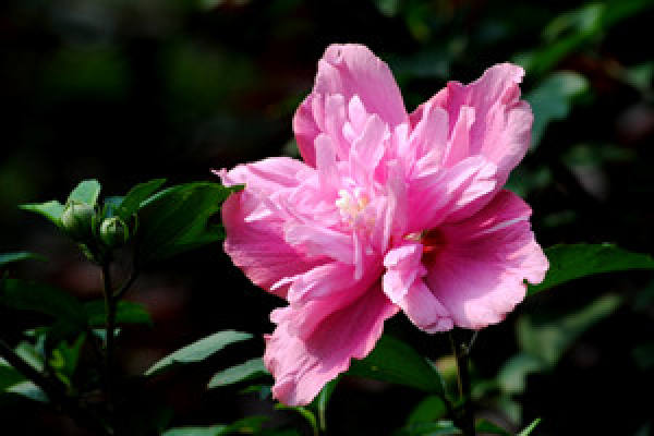 Hibiscus syriacus