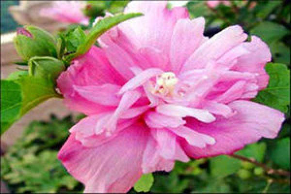Hibiscus syriacus