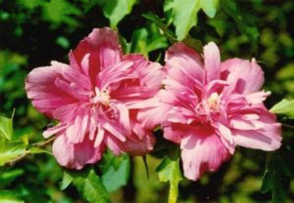 Hibiscus syriacus