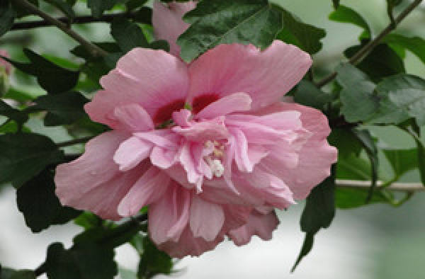 Hibiscus syriacus
