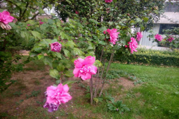 Hibiscus syriacus