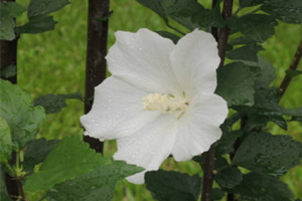 white double Hibiscus