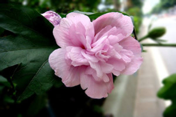 white double Hibiscus