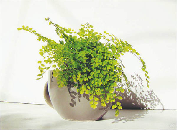 Adiantum capillus-veneris fertilization method