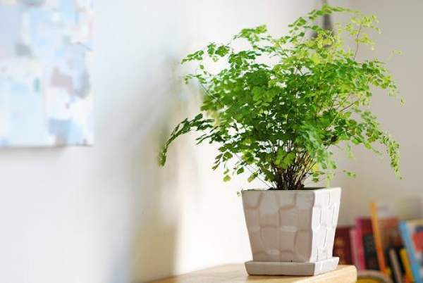 Adiantum capillus-veneris fertilization method