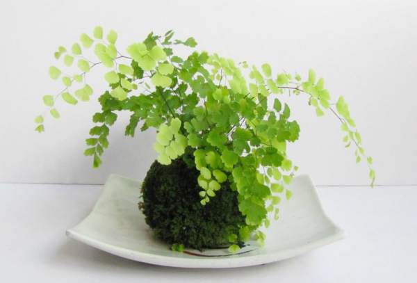 Adiantum capillus-veneris fertilization method
