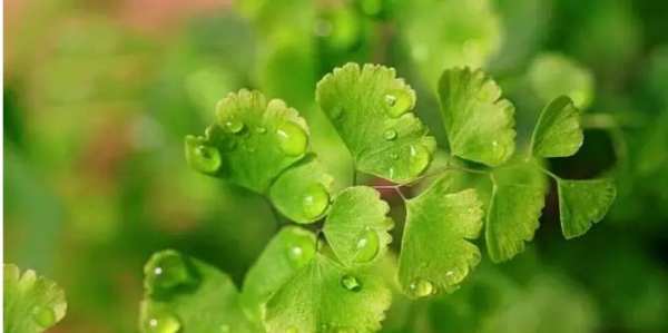 Adiantum flabelliforme