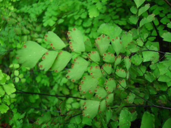 Adiantum flabelliforme