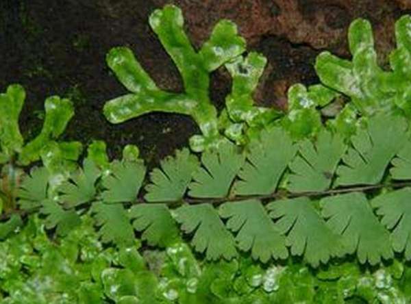 Adiantum flabelliforme